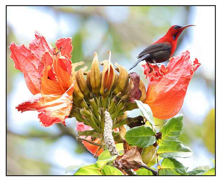 African tulip tree, Spathodea campanulata, fire tree / Philippine