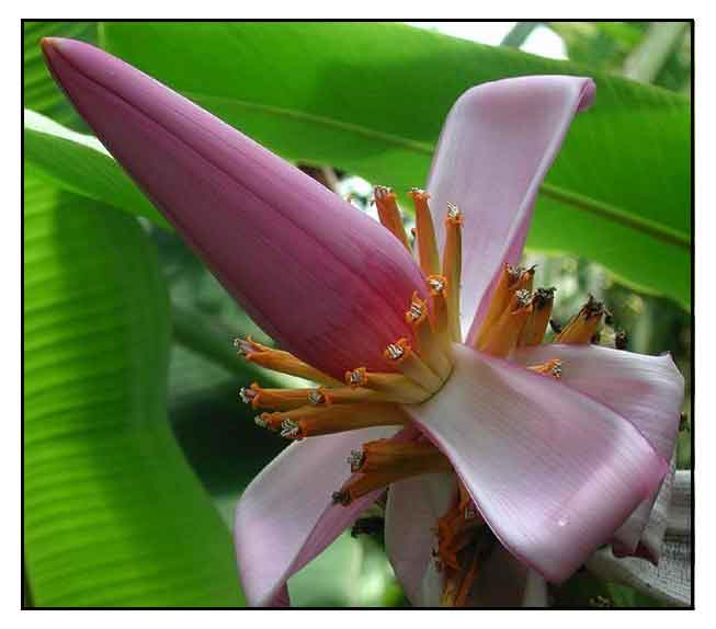 Abaca, Musa textilis, MANILA HEMP/ Alternative Medicine