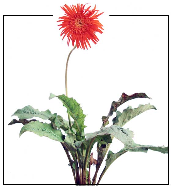 AFRICAN DAISY, GERBERA JAMESONII, GERBERA DAISY Philippine Medicinal