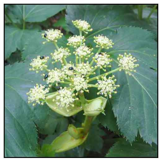 Ashitaba, Angelica keiskei, TOMORROW'S LEAF Philippine Medicinal