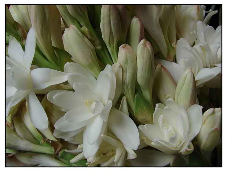 Azucena, Polianthes tuberosa, TUBEROSE , Ye lai xiang Philippine