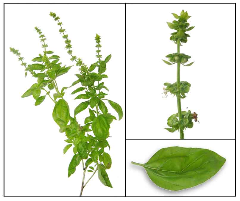 Balanoy / Solasi (Ocimum basilicum)/ Basil / Luo le Herbal Therapy