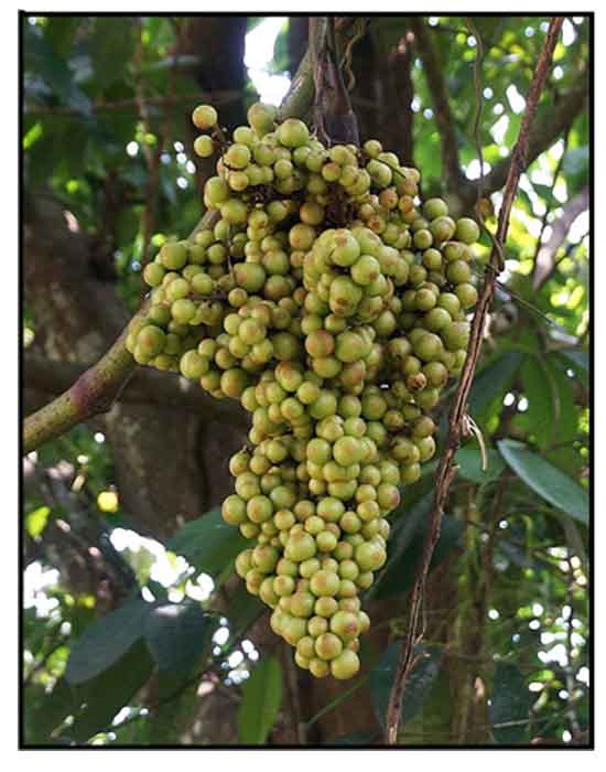 Bika / Ampelocissus martini / Wild grape/ Alternative Medicine