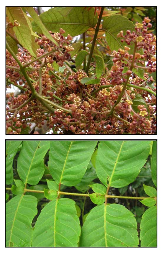 Bogo, Garuga floribunda, BURUS, Garuga tree / Alternative Medicine