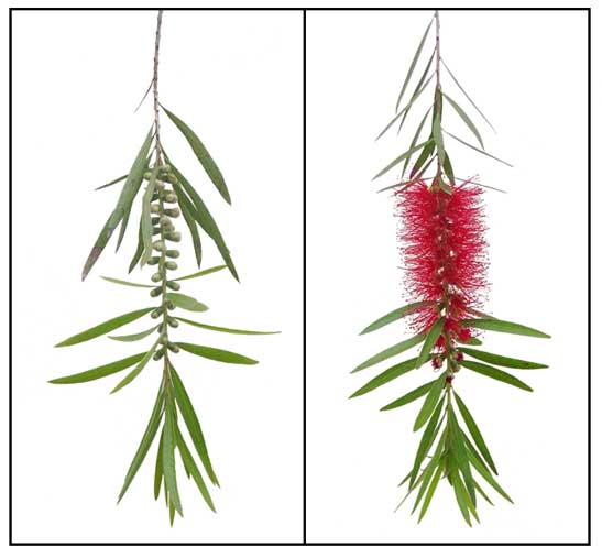 Bottlebrush, Callistemon viminalis Philippine Herbal Therapy