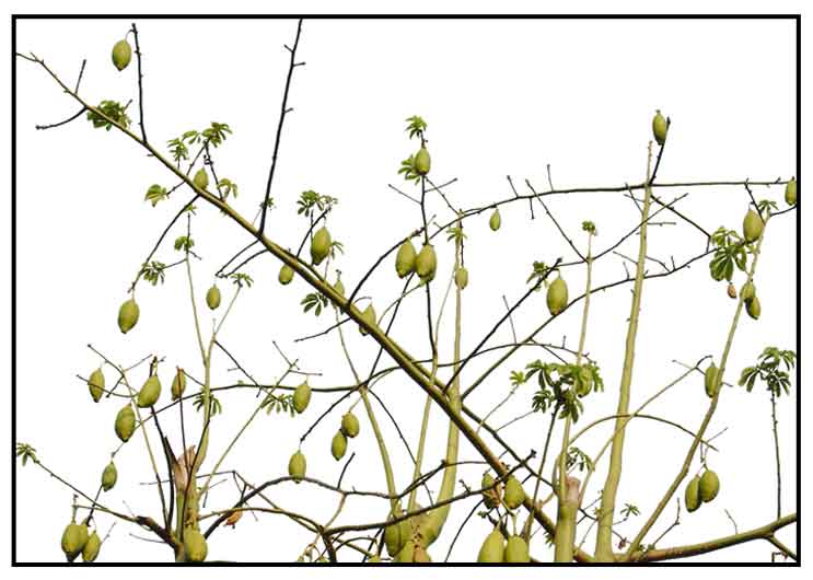 Buboi / Ceiba Pentandra Linn. / WHITE SILK COTTON TREE / Ji bei