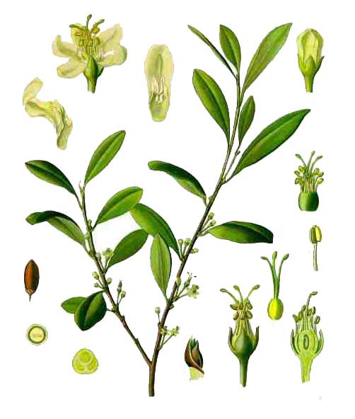 Coca, Erythroxylum coca Lam., COCA PLANT Philippine Herbal Therapy