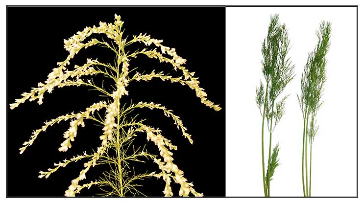 Dill, graveolens Philippine Medicinal Herbs / Philippine