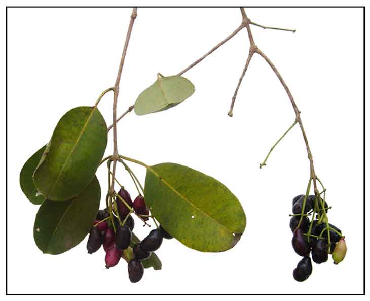 Duhat, Syzygium cumini, BLACK PLUM / JAVA PLUM, Hai nan pu tao