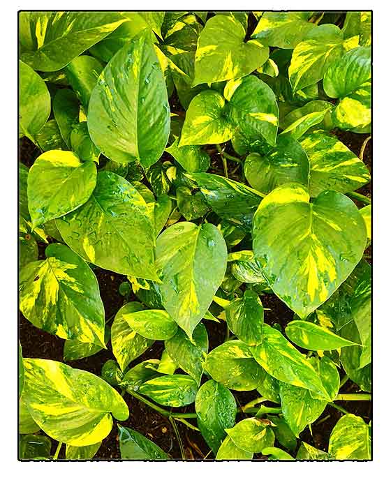 Golden pothos, Epipremnum aureum, Devil's ivy, Taro vine/ Alternative