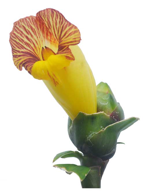 Insulin plant, Chamaecostus cuspidatus, costus igneus, SPIRAL FLAG