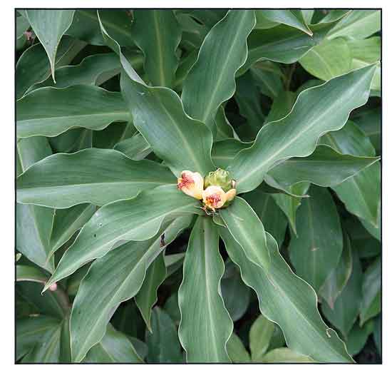 Insulin plant, Chamaecostus cuspidatus, costus igneus, SPIRAL FLAG