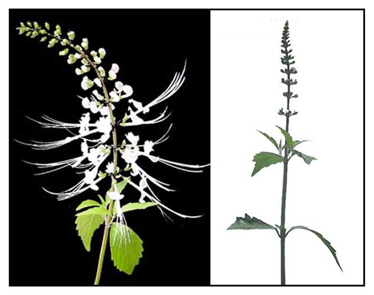 Kablinggubat / balbas pusa / Orthosiphon aristatus (Blume) Miq./ CAT'S