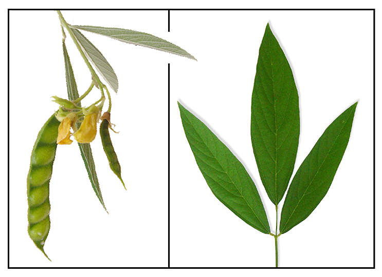 Kadios / Cajanus cajan / PIGEON PEA / Mu dou Philippine Medicinal