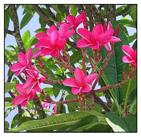 Kalachuchi / Plumiera rubra / Plumeria rubra / Temple flower