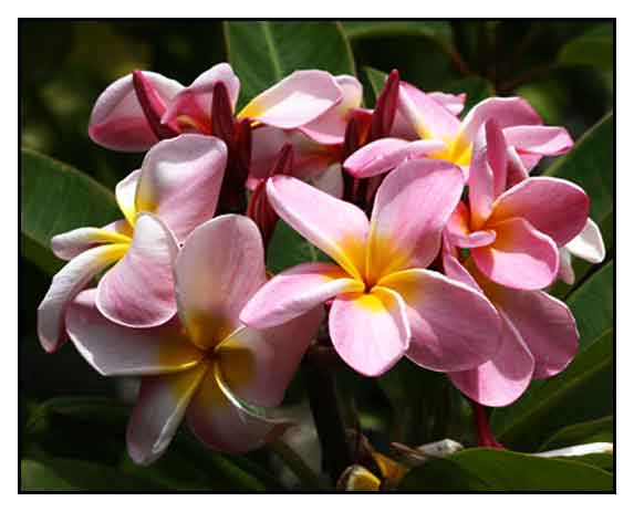 This alphabetical list of flower names will make it easy to search for names you know (to check spelling) or to find new ones. Kalachuchi Plumiera Rubra Plumeria Rubra Temple Flower Frangipani Herbal Medicine Alternative Medicine Stuartxchange