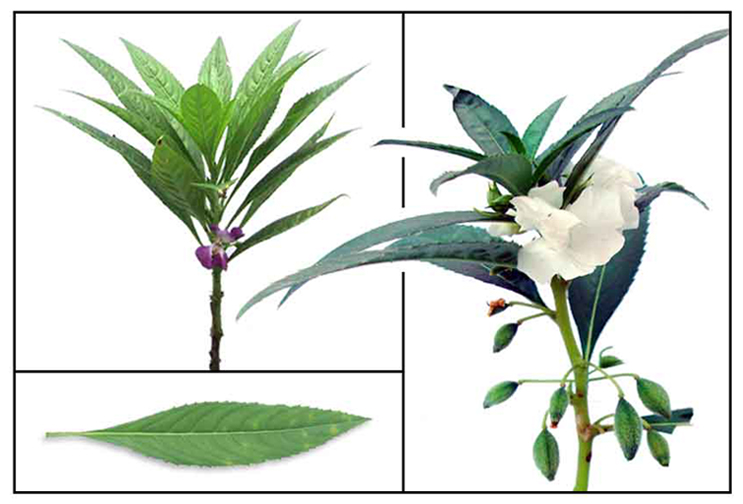 Kamantigi / Impatiens balsamina / TouchMeNot Philippine Medicinal Herbs / Philippine