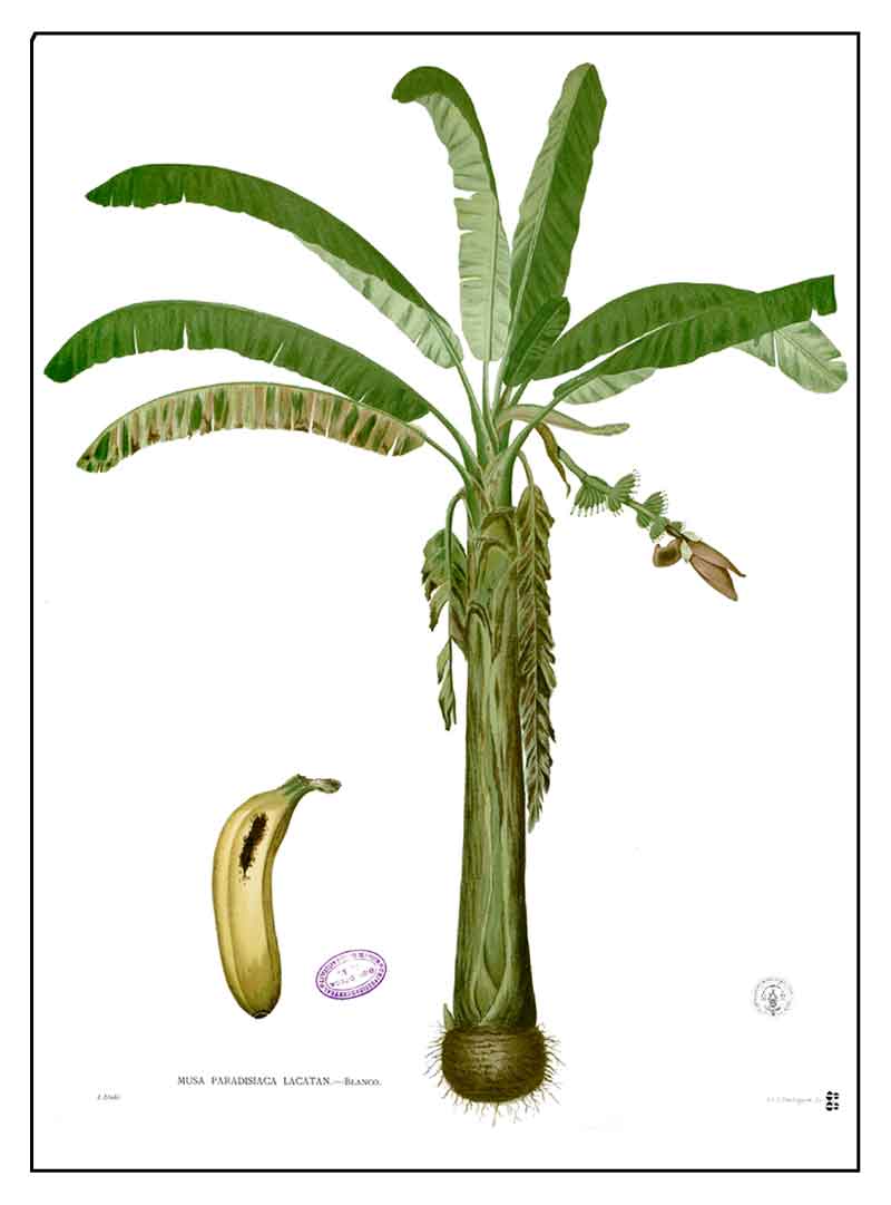 Lakatan, Musa acuminata colla cv Lakatan, dessert banana / Alternative