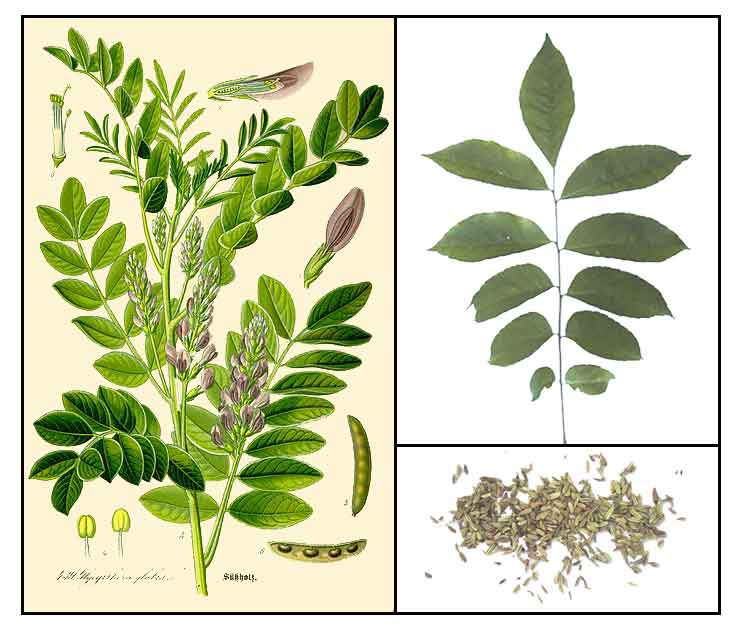 Licorice / Anis/ Glycyrrhiza glabra Philippine Medicinal Herbs