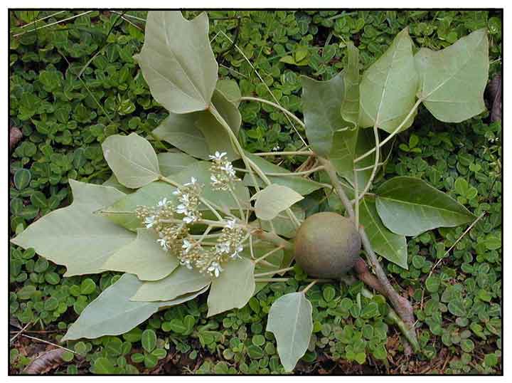 Lumbang, Aleurites moluccana, CANDLE NUT, He shi li Philippine