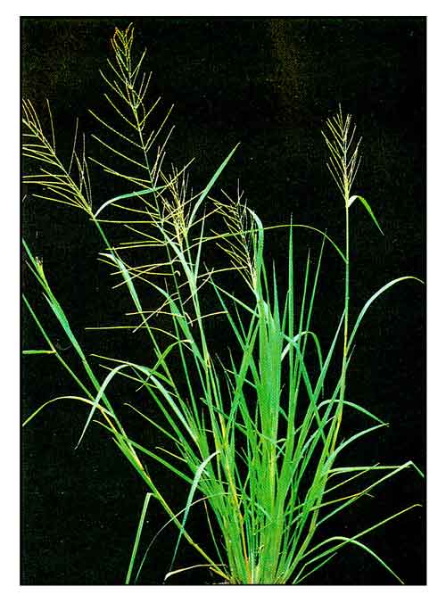 Malaypalay, Leptochloa chinensis, CHINESE SPRANGLETOP / Alternative