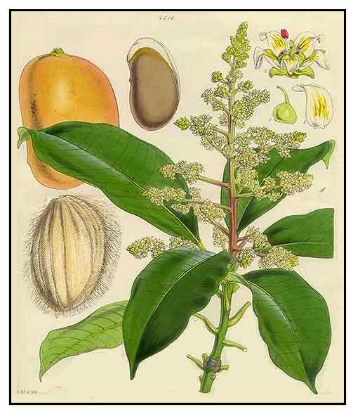 Manga / Mangifera indica / Mango Philippine Medicinal Herbs