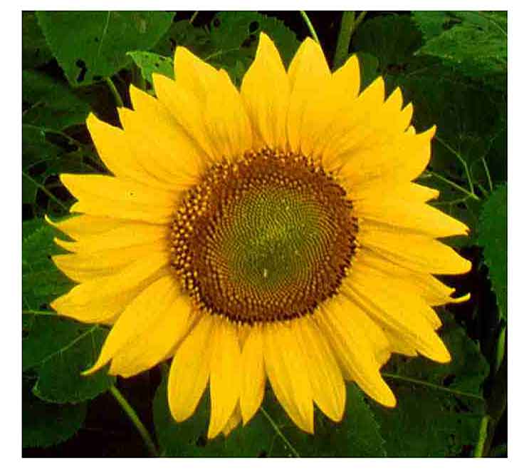 How To Plant Sunflower In The Philippines Best Flower Site