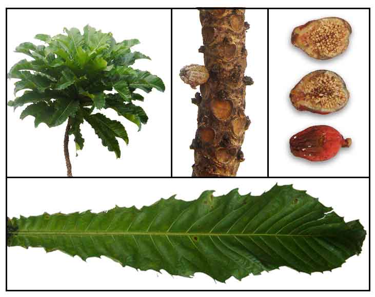 Niyogniyogan / ficus pseudopalma Herbal Medicinal Therapy
