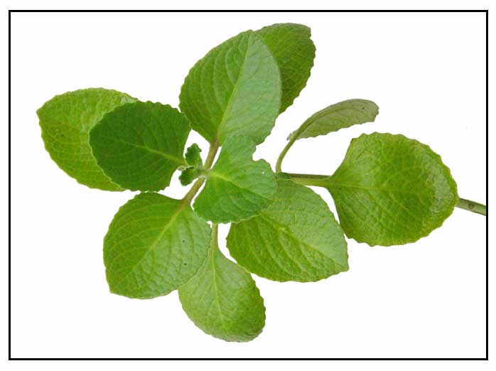 Oregano / Suganda / Coleus aromaticus Philippine Medicinal Herbs / Philippine Alternative Medicine