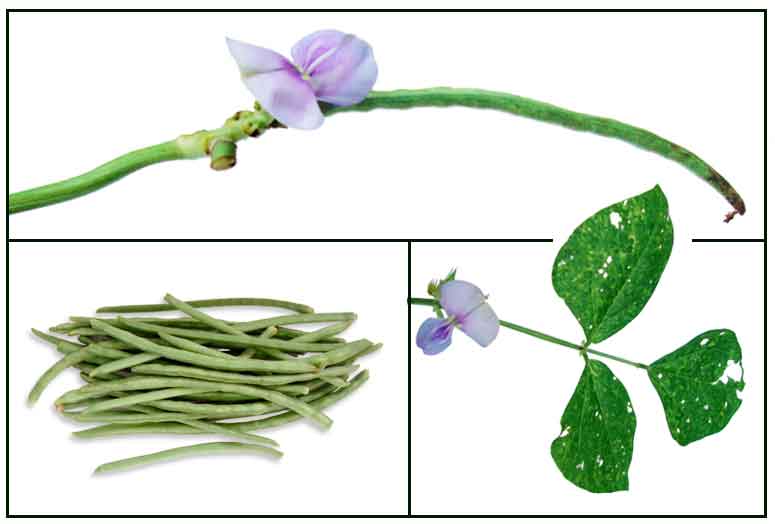 Paayap, vigna unguiculata, cowpea, Philippine Medicinal Herbs