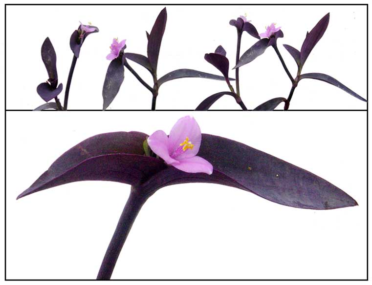 Purple heart, Tradescantia pallida, PURPLE QUEEN / Herbal Medicine