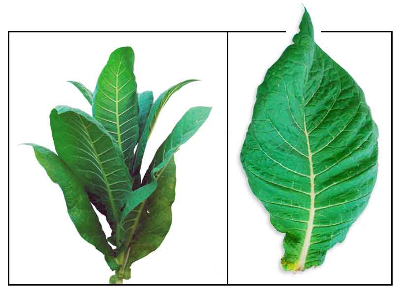 Tabako, Nicotiana tabacum Linn., TOBACCO Herbal Medicine / Philippine