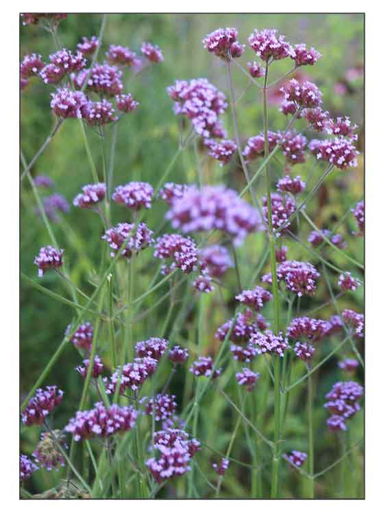 Verbena / Verbena officinalis L., common vervain, herb of the cross