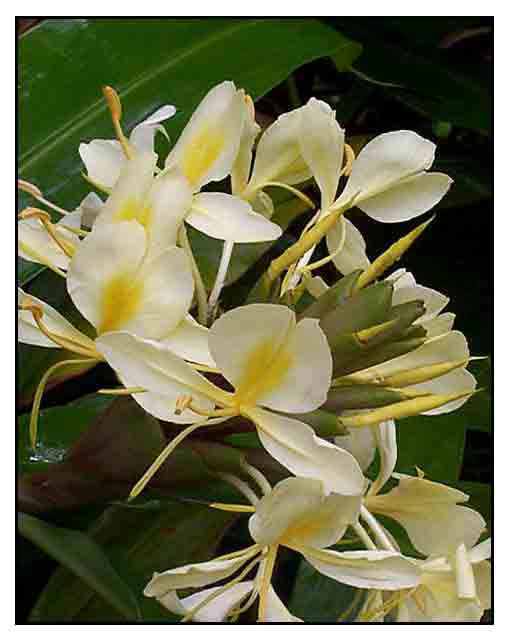 Yellow ginger, Hedychium flavescens, WILD GINGER Philippine Medicinal
