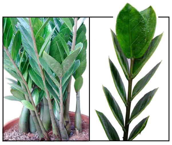 Zamioculcas / ZZ Plant / Aroid Plant Philippine Medicinal Herbs