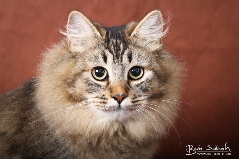 Sibirische Katzen Babies, Neva Masquerade/Siberian EntertainerWurf cat