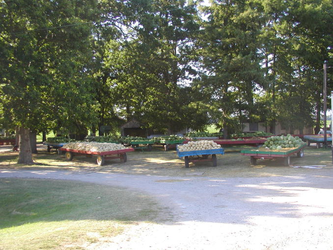 Stuckmeyer's Hauling Melons
