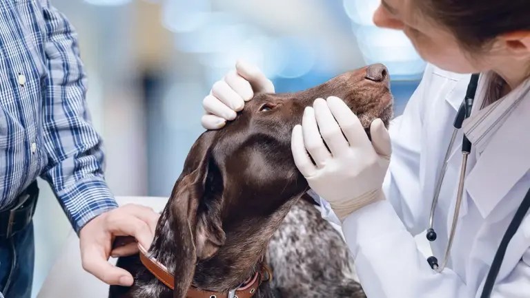 Preveterinary Student Doctor Network Sdn