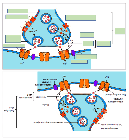 Biologie lernen online Studienkreis.de