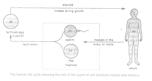 CBSE Class 10 Science Cell Division Notes Concepts for Science Revision