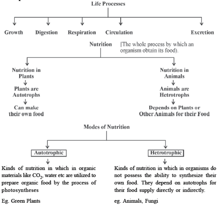 CBSE Class 10 Science Life Processes Notes Set D