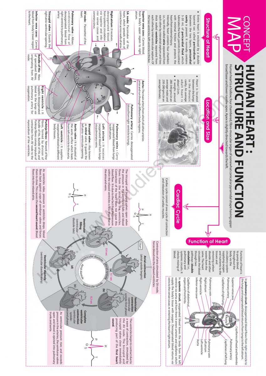 Learn vocabulary, terms and more with flashcards, games and other study tools. Neet Biology Human Heart Concept Map