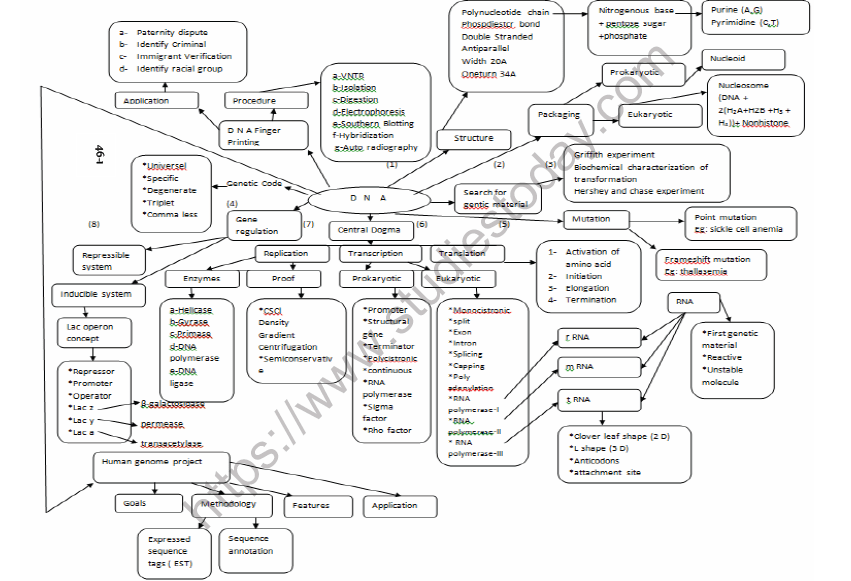 Molecular Biology Concept Map Biology Class 12 Concepts notes