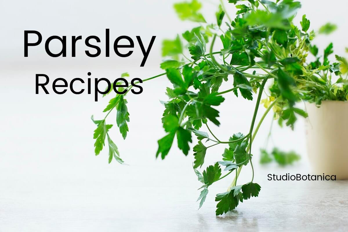 Parsley Recipes Parsley Medicine is so much more than a garnish