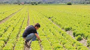 Imprenditore Agricolo Professionale: Chi È Lo Iap E Perchè Diventare Iap 167_x_302_jpg