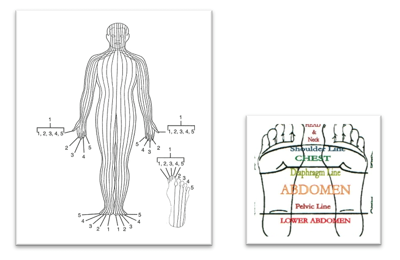 The "F"s of Pilates Feet & Fingers