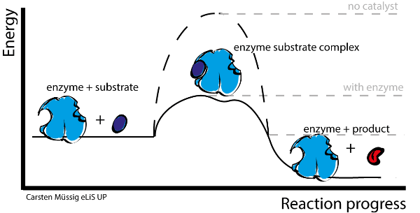 In what ways does an enzyme speed up a reaction? eNotes