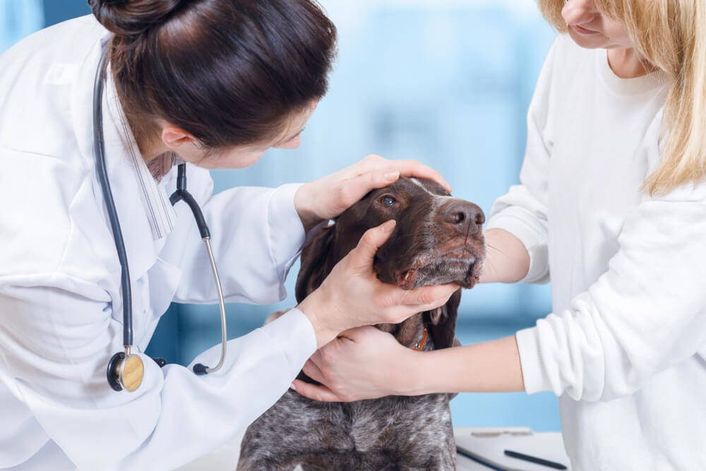 Advanced Veterinary Care Of Plano / Advanced Veterinary Care