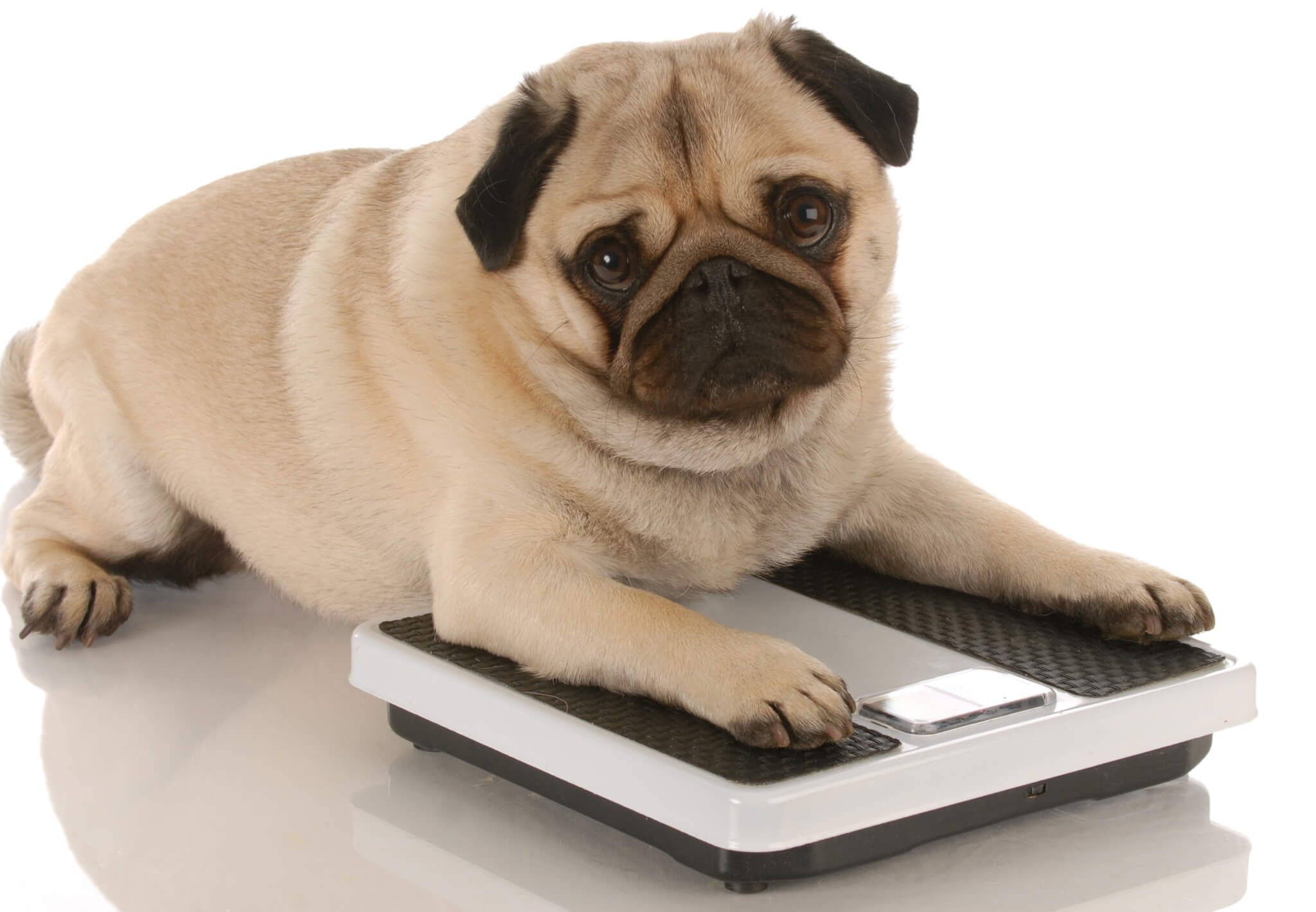 Overweight Dogs Live Shorter Lives, Study Finds