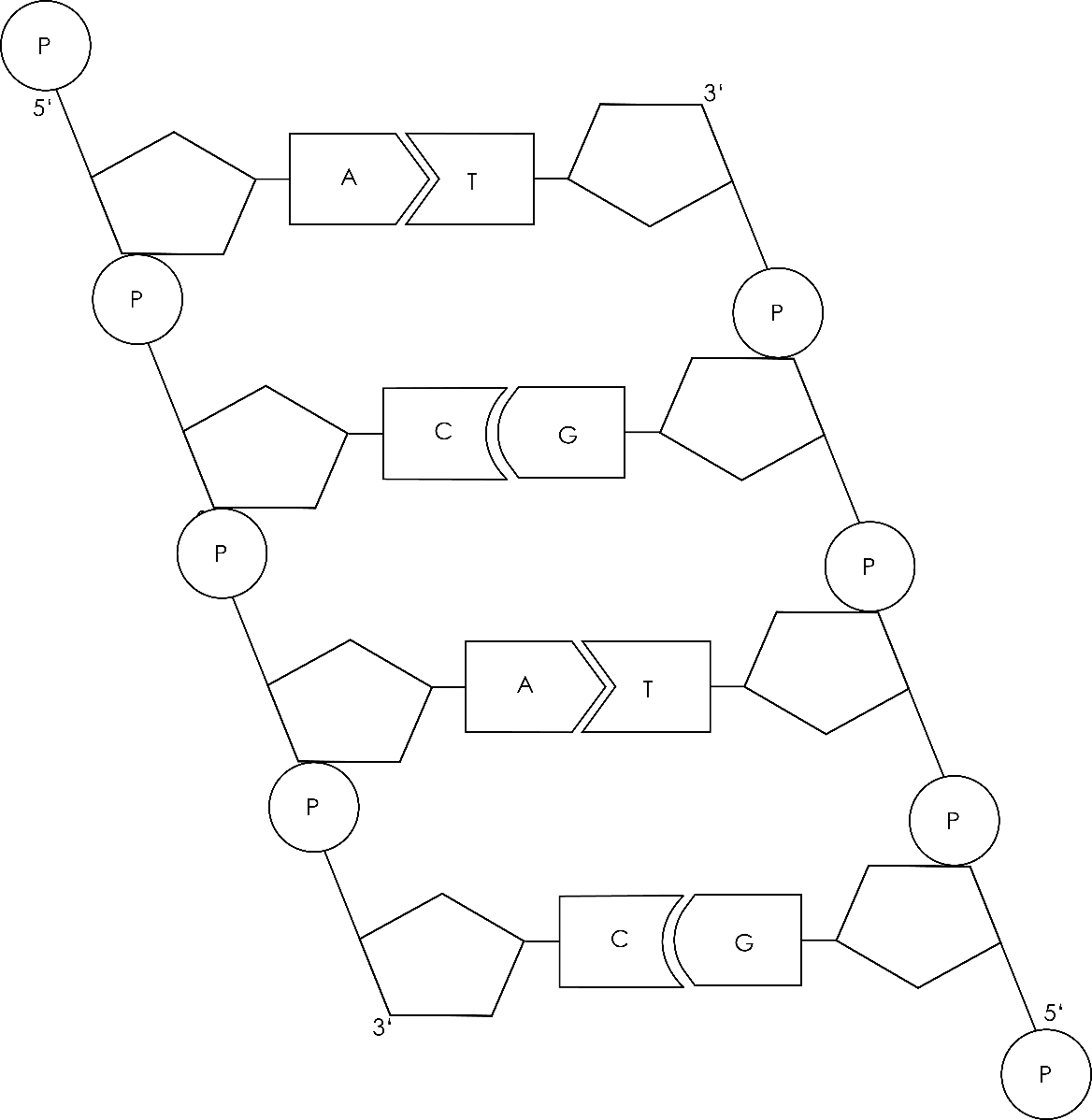 Beispiellos Samstag Moderator bausteine der dna arbeitsblatt Außenborder Von Gott Ein Risiko